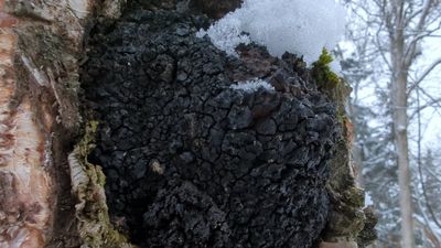 Hongo chaga negro y agrietado, parecido al carbón, creciendo sobre el tronco de un abedul con nieve