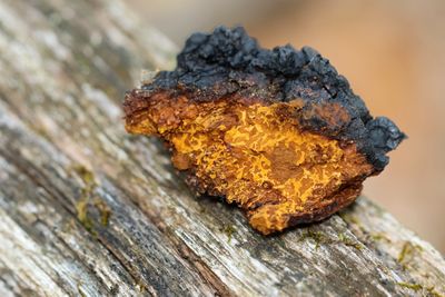 Trozo de hongo chaga con la corteza negra por fuera y el interior de color anaranjado