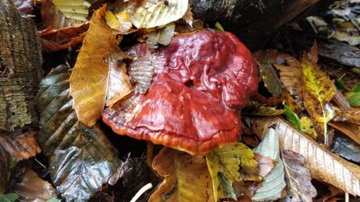 Hongo reishi (Ganoderma lucidum) de color rojo brillante entre hojas secas en el suelo del bosque